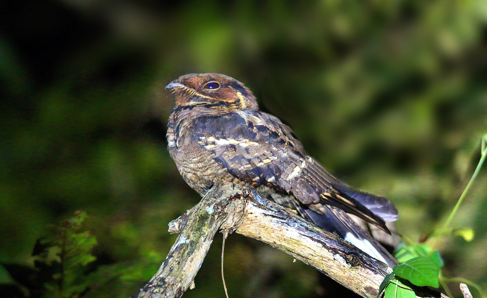 image Jerdon's Nightjar
